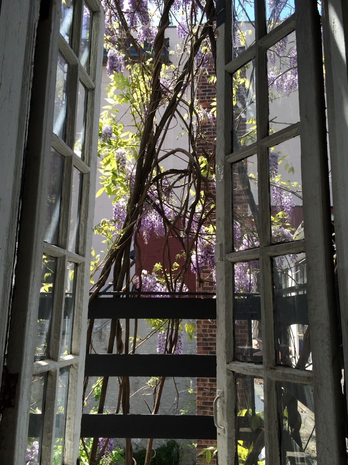 Wisteria blooming outside the window at 18 Gay Street, the fire escape beyond, May 6, 2014