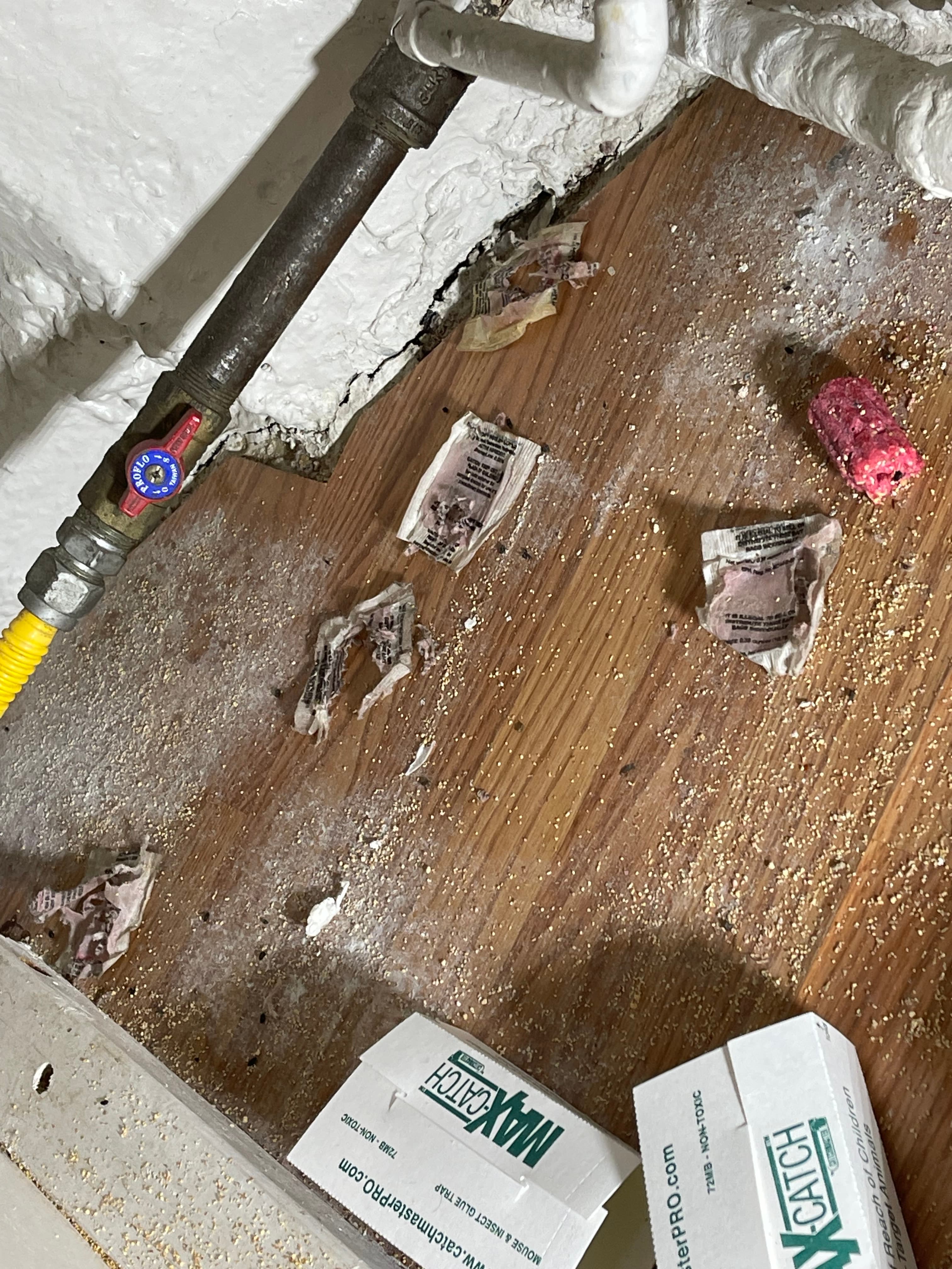 Rodent droppings and torn traps beneath a kitchen sink at 18 Gay Street, July 16, 2024
